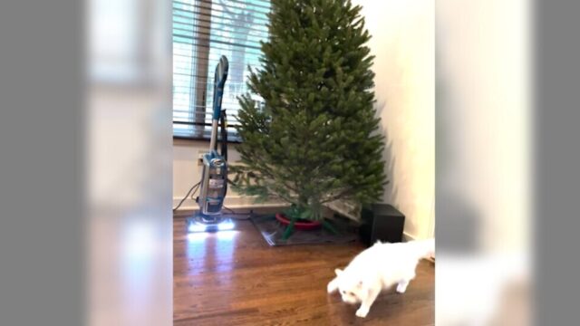 触ると掃除機がオン！猫ちゃんには怖すぎるハイテク・クリスマスツリー！