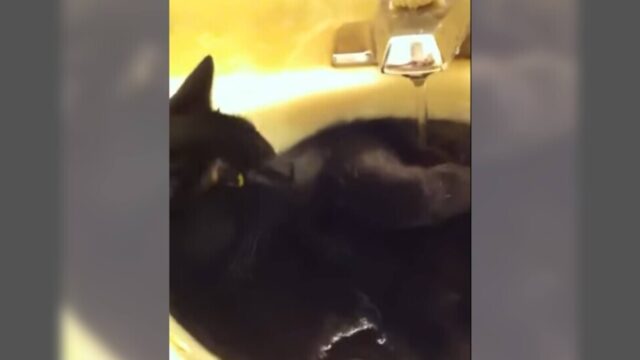 「いい湯だな♪」黒い液体と思いきや黒猫ちゃん！シンクで楽しくご入浴の巻