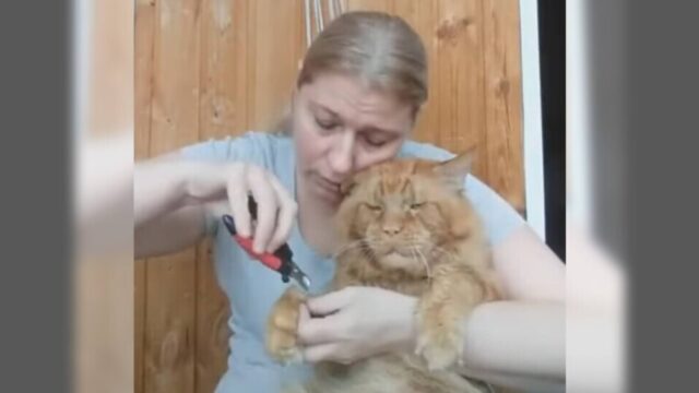 「爪切りイヤすぎる…」大きなメインクーンの猫ちゃんのしょんぼり顔が渋カワイイ…！