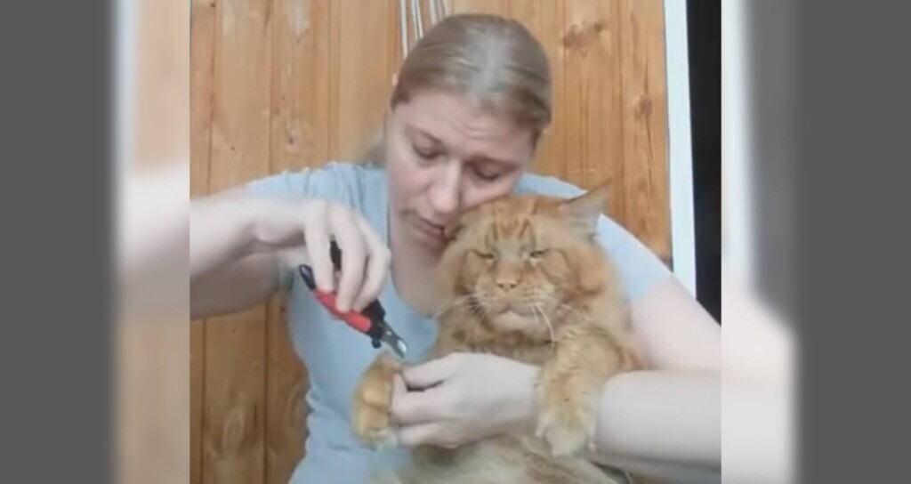 爪切りイヤすぎる 大きなメインクーンの猫ちゃんのしょんぼり顔が渋カワイイ ねこナビ