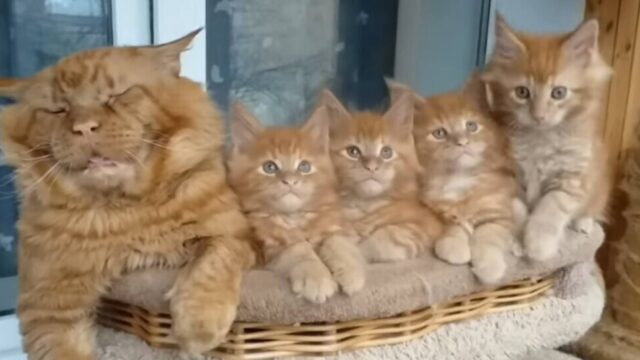 育児疲れ…？おめめきらきらの子猫ちゃん達の横でパパ猫が大爆睡！