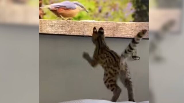 鳥やリスがやってくる森の動画に夢中の猫ちゃん、狙いを定めていざジャンプ…！？