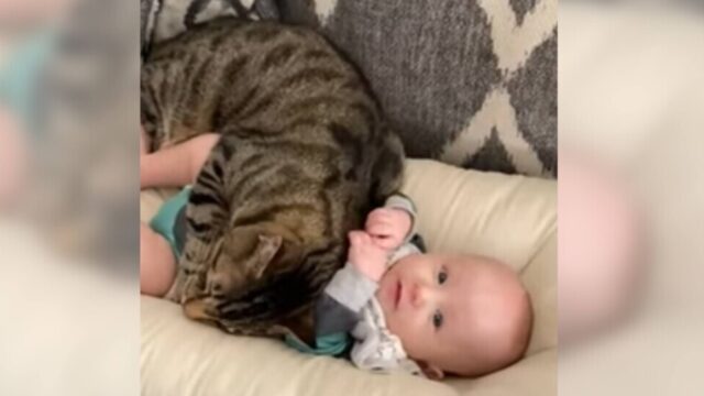 お世話をしてるつもり？大きなキジ猫ちゃんが優しく赤ちゃんに寄り添う…