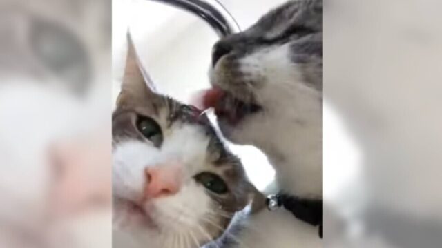 猫ちゃん2匹が夢中でゴクゴク！「猫の額」から飲む水のお味は？