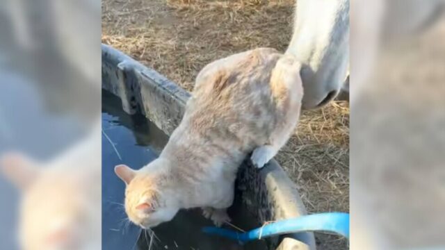 たらいから一生懸命水を飲む猫ちゃんの背後にいたずら好きなお馬さんが現れて…！？