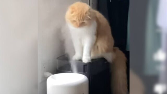 このつかみどころのない煙はなんだニャ！？加湿器から出る水蒸気に夢中の猫ちゃん