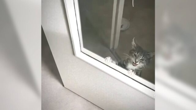 開いているドアを「開けて！」ミューミュー鳴いて一生懸命に頼む子猫ちゃん