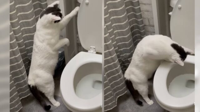 トイレで水を流す猫ちゃん！？水が抜けていく様子を見るのが趣味のシグくん