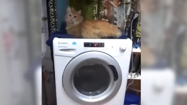 宇宙までテイクオフ！？激しすぎる洗濯機の上で寝る猫ちゃんのブルブルマシーン体験！