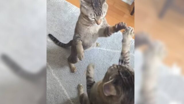 ポカスカ大喧嘩…！のはずが、なぜか手合わせ遊びになってしまう2匹の猫ちゃん