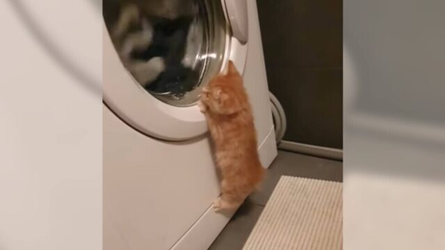 落ち方までキュート！洗濯機に必死でしがみつくも、ぽてんと転んでしまう子猫ちゃん