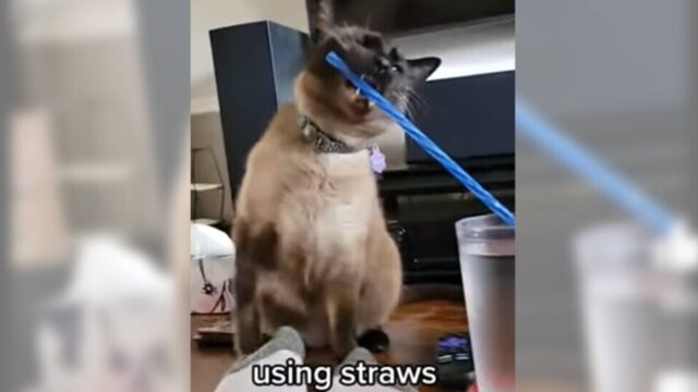 シャム猫ネリーちゃんのSDGsは、飼い主さんからプラスチックストローを取り上げること！