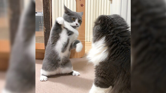 ゲームの戦闘シーンみたい！先住猫に「強いぞアピール」をするアンダルシアくん