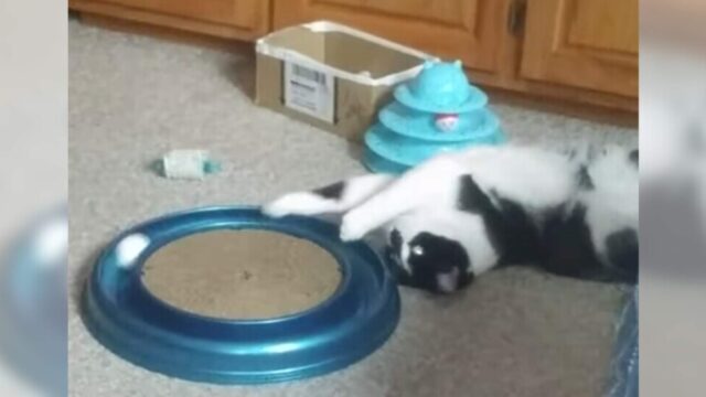 遊びたいけどダラダラしたい…仰向けに寝転んでおもちゃで遊ぶ猫ちゃん