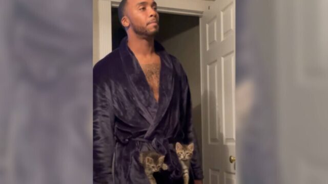 モデルのようなバスローブの男性のポケットには、2匹の子猫ちゃんが…！