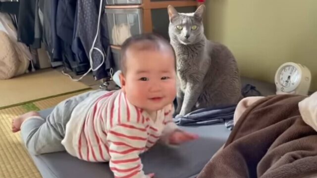 グイグイくる赤ちゃんにロシアンブルーの猫ちゃんが優しい優しい猫パンチ！
