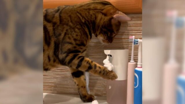 「泡が出るニャ！？」センサー付きのソープディスペンサーで遊ぶ猫ちゃん