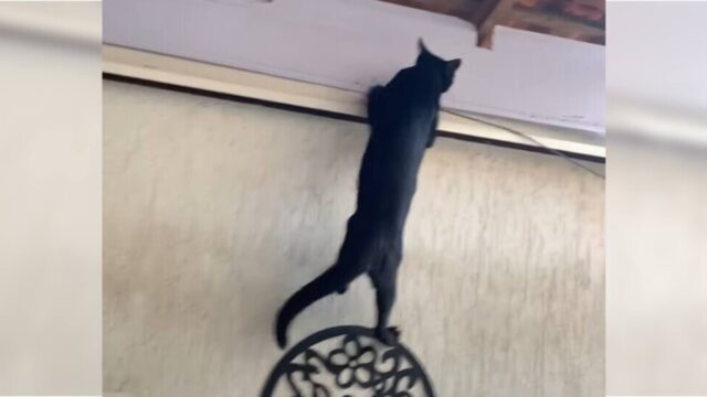 まるで「SASUKE」！？鍛え上げた肉体で壁を横歩き！脱走常習犯の黒猫くん！