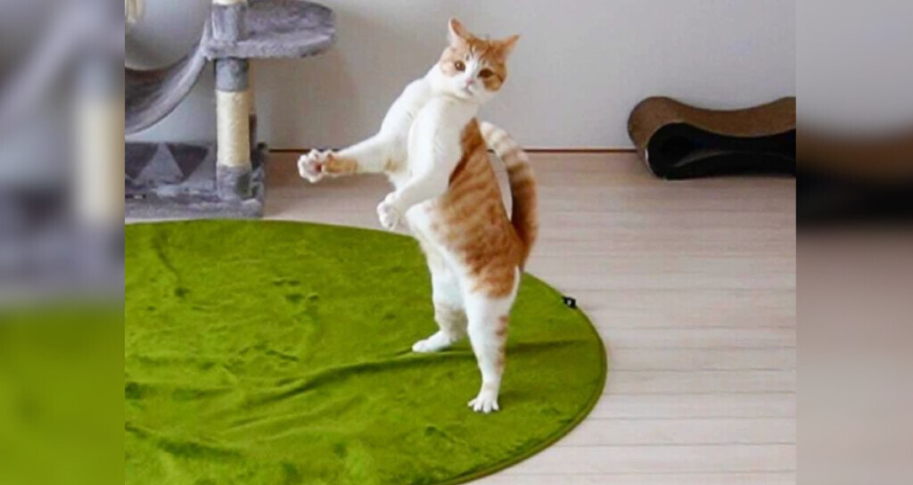 見得を切る」姿に爆笑！歌舞伎役者を志す猫のきにゃこちゃん｜ねこナビ