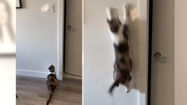反射光を壁にチラチラ…猫ちゃんの好奇心をくすぐって、電気のオンオフを教えちゃおう！