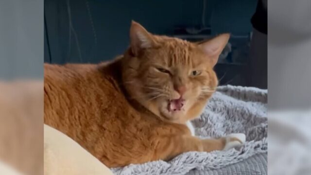 「くしゅん!」飼い主さんの特大のくしゃみにクラッキング音で猛抗議する猫ちゃん