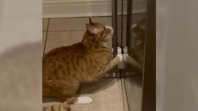 渾身の力をこめて…エイヤッ！大きくて重たい冷蔵庫のドア開けに挑戦する猫