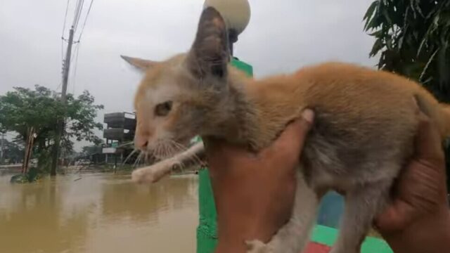 水害のなかの小さなレスキュー！洪水のなか塀の上に取り残された子猫を助け出す