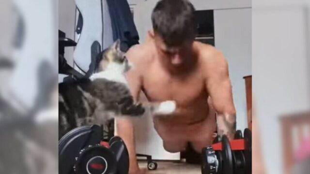 筋肉なんて無駄ニャ！猫と遊ぶニャ！筋トレを暴力的に妨害する猫
