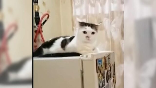 「閉めたらだめミャオ」冷蔵庫の扉を閉めようとするたびに文句を言う猫