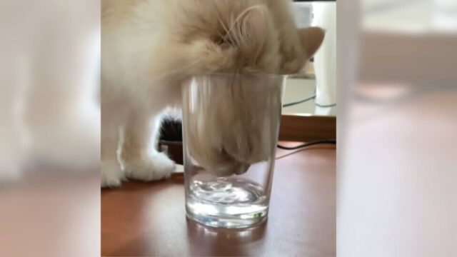 こんな少ないお水も飲めるよ！モフモフ被毛の猫ちゃんがコップ飲みに挑戦！