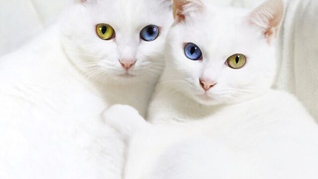 目の色がウクライナの国旗！国内外で癒されると話題になった「Ukraine cats」