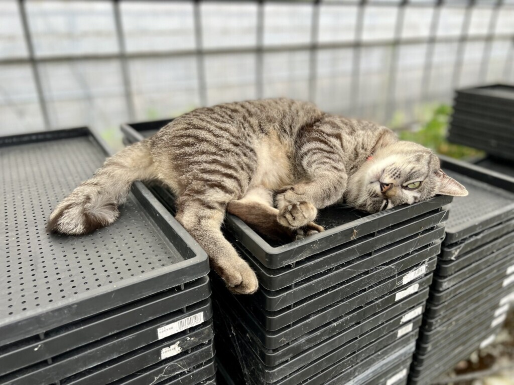 警備と広報はお任せあれ！愛媛県のいちご農園「まつもとファーム」の