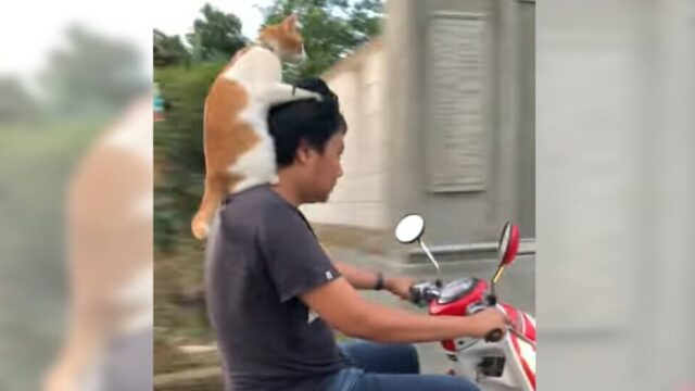 操られている飼い主さん！？賢い飼い猫ちゃんとバイクライド！