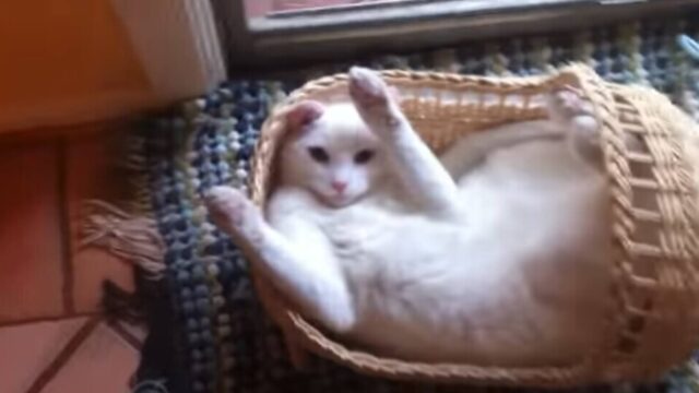 「ちょっと恥ずかしい…」変な格好で寝ていた白猫くんを飼い主さんが直撃！