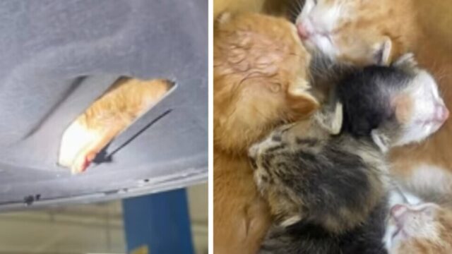 自動車工場で起きた奇跡…！車の中から5匹の赤ちゃん猫を救出！