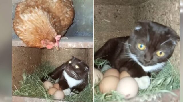 卵温めにワンオペ育児で励むお母さん鶏に、お助け「猫の手」が現れる！