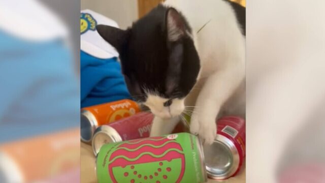 ジュースの缶で遊んでいる猫ちゃん…牙が貫通して炭酸がプシュ！！