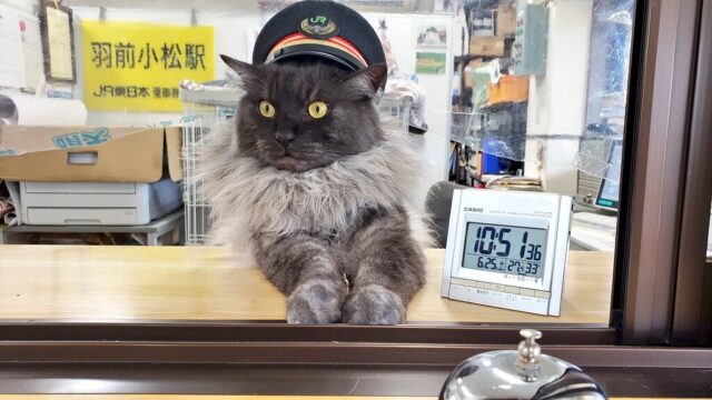 山形県の「羽前小松駅」には猫駅長が！迷い猫から駅長になった“しょこら駅長”