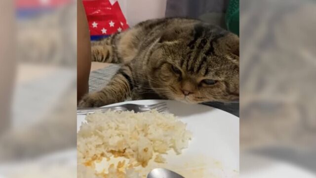 圧がすごい…「それおいしいの？」とばかりにお皿の真ん前に居座る猫
