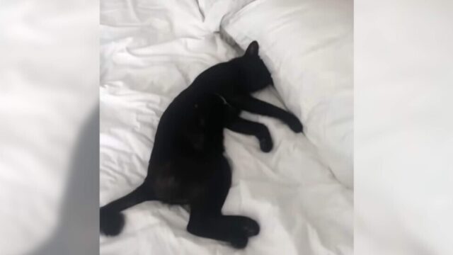 ホテルのベッドは快適だニャ～！バカンス用ヴィラの主のように眠る黒猫