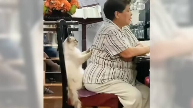 「お疲れ様ニャ」猫ちゃんマッサージ師が、働き者のお母さんの背中をふみふみ