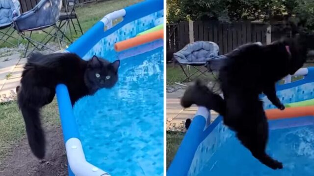 「オー！ノー！」撮影者絶叫！声をかけられたことに驚きすぎてプールにドボンした黒猫