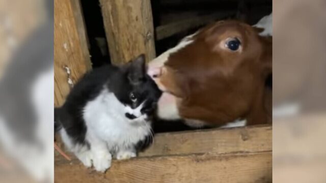毛づくろいしてくれる大きなお友だちがいっぱい！大きな牛の舌にやみつきの牧場猫