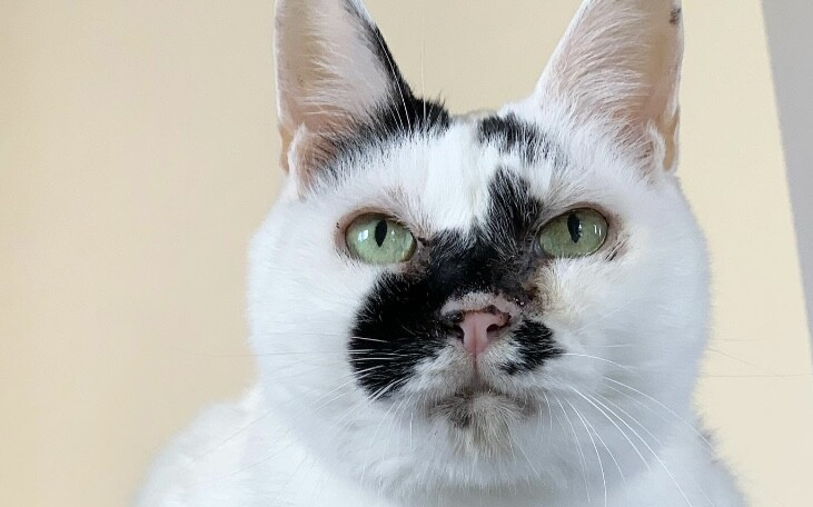 お顔に見事な「日本列島」が！インパクト大な柄を持つ元野良猫のJAPON