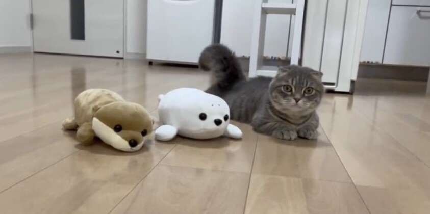 22年8月版 Twitterで話題になった猫ツイート9選 ねこナビ