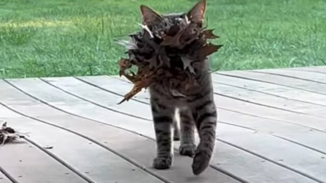 「これ、秋のお便りだよ」愛猫が外からくわえてきたのは獲物ではなく落ち葉の山