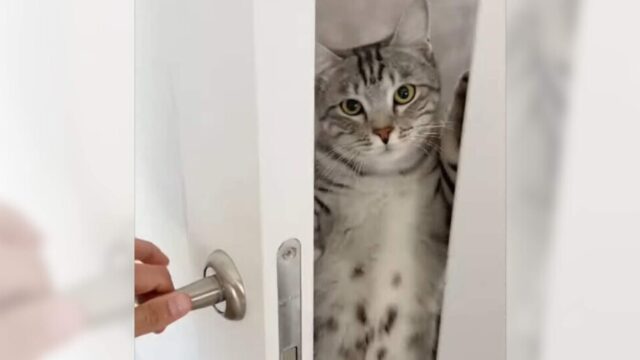 「ニンジャ・キャット」現る！？ドアを開けたらすぐそこに、もの言いた気な猫が…！