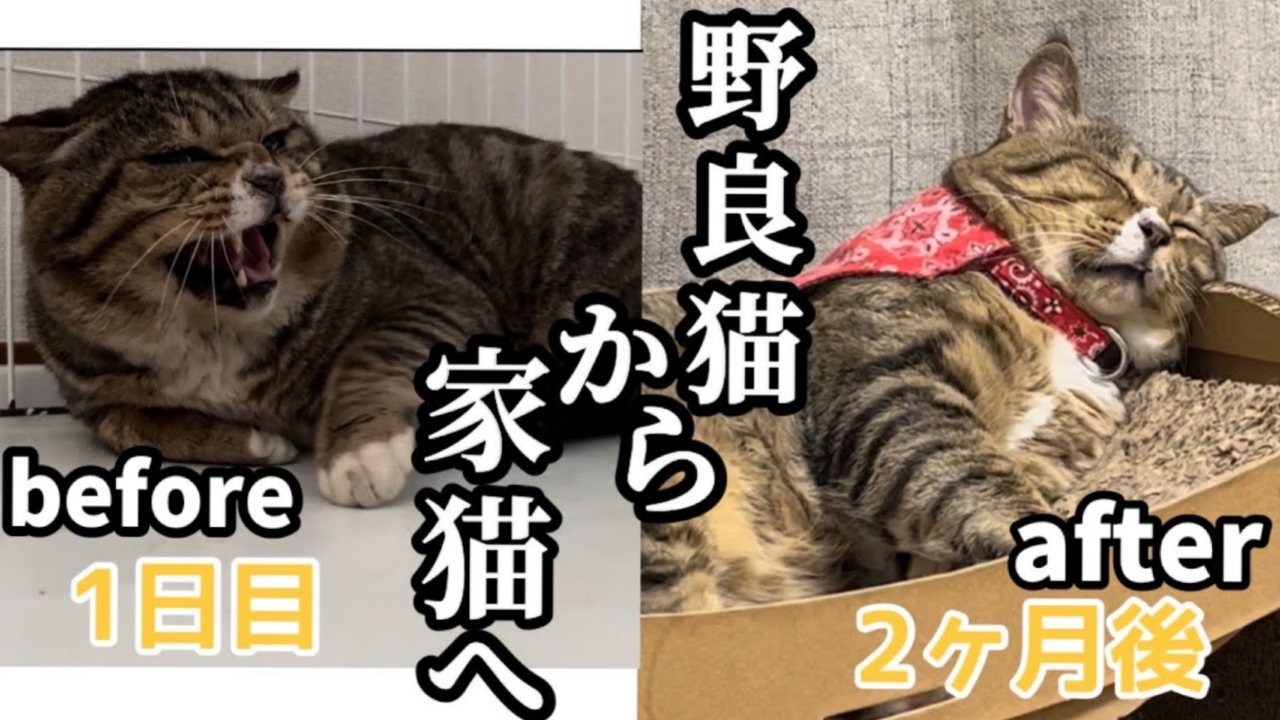 ノイズ猫＊ 猫風邪と口内炎を患い、パルボは陽性…野良のボス猫が家猫の「ほたて
