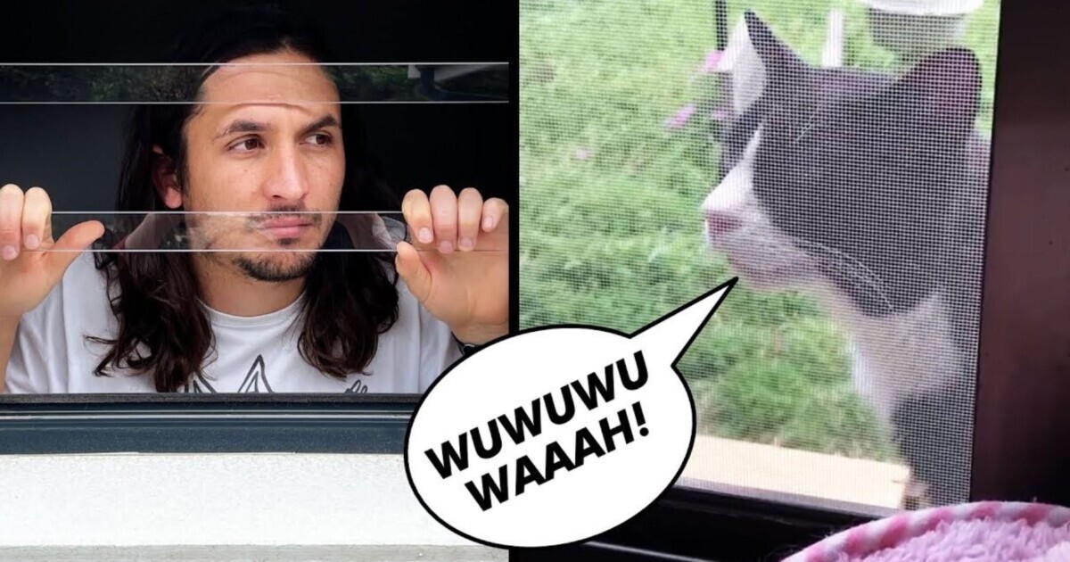 近所に来た野良猫の鳴き声で「おうちに入れて」の歌が完成！猫好き待望