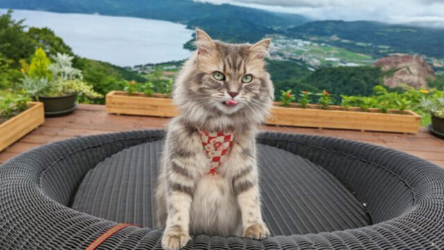 きっかけは北海道胆振東部地震…災害を見据えて愛猫ハルちゃんとの「猫旅」をスタート
